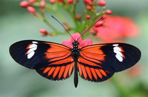  The Boy Who Spoke to Butterflies : An Insight into Brazilian Folklore Through Nature and Empathy