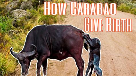 The Carabao That Gave Birth To The World! An Exploration of Filipino Folktales and Cosmogonic Narratives