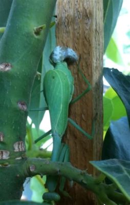 The Milk-Stealing Mantis: A Fascinating Exploration into Animal Trickery and Societal Norms in Ancient South Africa!